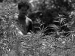 Imagen de una plantación de <i>cannabis</i> en Marruecos.