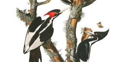 Um casal de pica-paus-bico-de-marfim, em um desenho feito pelo histórico ornitólogo John James Audubon.