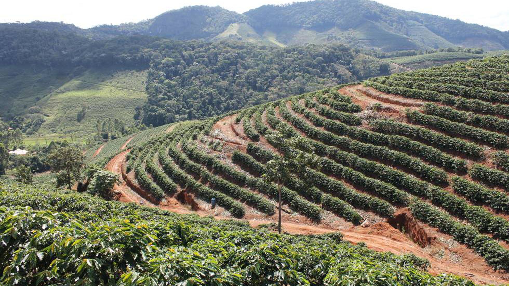 Produção de café no Brasil e principais riscos no transporte