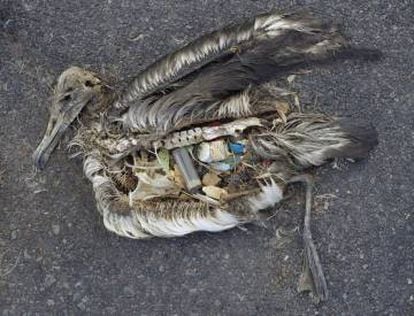 Um albatroz com o estômago cheio de plástico
