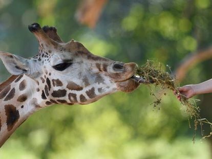 Uma pessoa dando de comer a uma girafa.