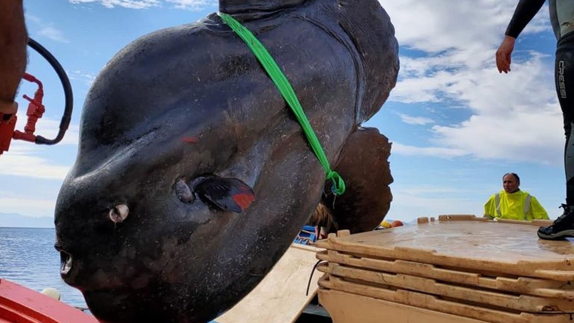 Peixe-lua de quase 3 toneladas quebra recorde de peixe ósseo mais pesado do  mundo