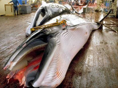 Por que o Japão continua caçando baleias?