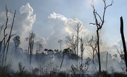 Fogo consome floresta em Novo Progresso, no Pará.