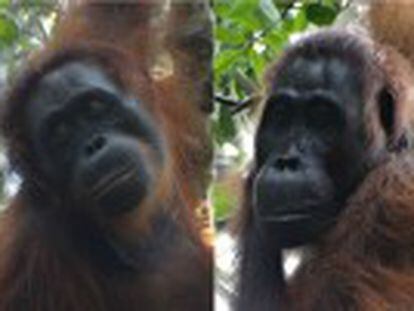 Na selva de Bornéu, cientistas presenciam episódio de violência incomum na espécie. O ataque foi coordenado por uma fêmea