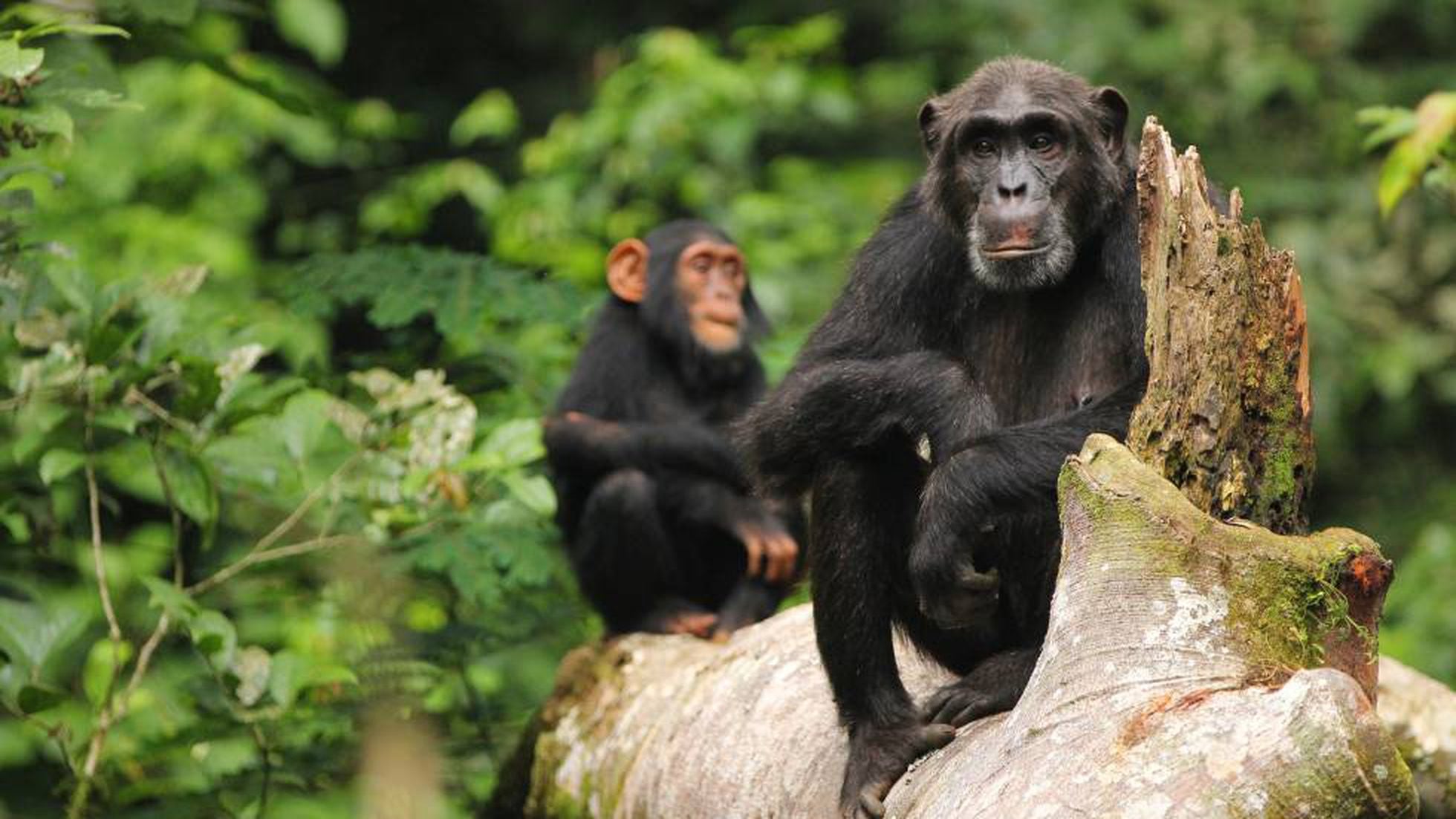 Pesquisa indica que chimpanzés conseguem reconhecer traseiros