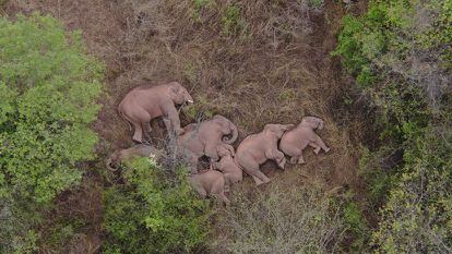 Em vídeo, a viagem inexplicável de 15 elefantes asiáticos pelo sudoeste da China.
