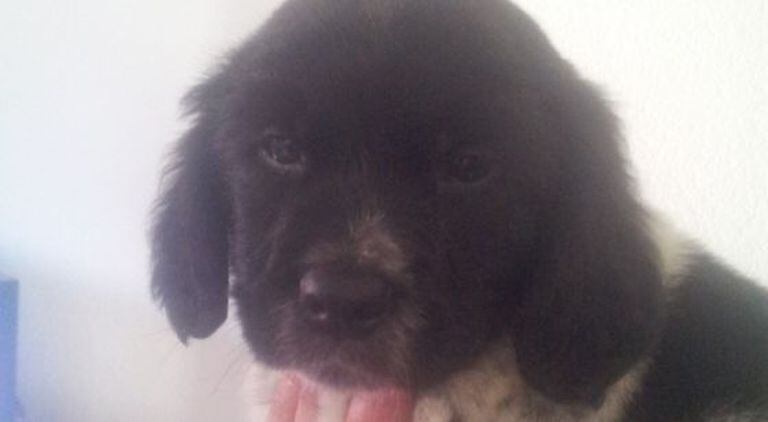 O cachorro abandonado, hoje com dois anos, quando tinha três meses.