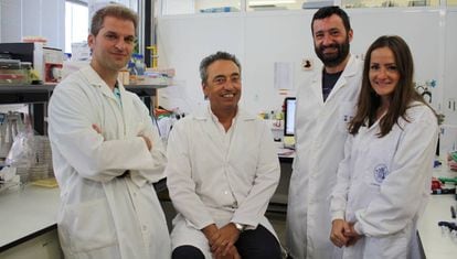 A equipe da Universidade de Zaragoza, que desenvolveu uma das vacinas contra a tuberculose que se pretende testar contra o coronavírus. Da direita para a esquerda, Dessislava Marinova, Nacho Aguiló, Carlos Martín e Jesús Gonzalo.