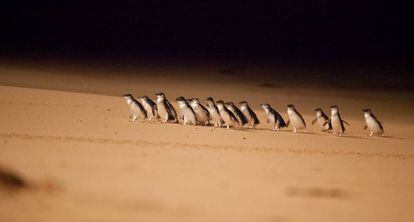 Pinguins-anões na costa sul da Austrália.