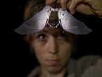 La zoóloga británica Alice Hughes examina un murciélago.