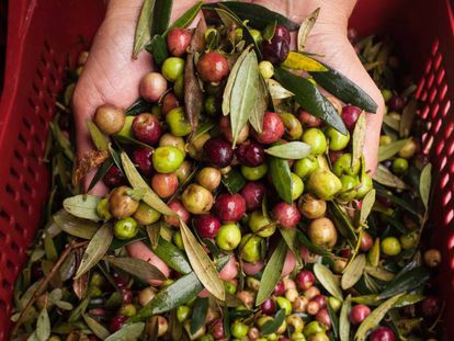 Colheita das oliveiras em produ&ccedil;&atilde;o artesanal