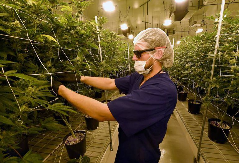 Um homem retira folhas de maconha em Nevada, um dos Estados nos quais ela é legal.