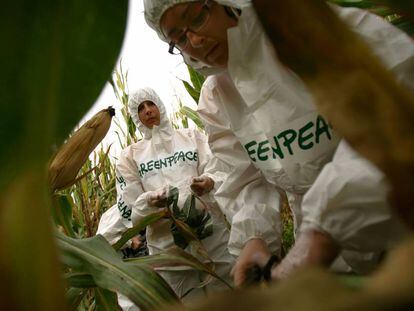 Ativistas do Greenpeace numa ação contra uma lavoura de milho transgênico.