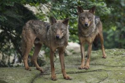 Dois exemplares do lobo ibérico.