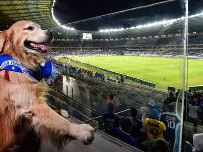 Cachorro acompanha partida entre Cruzeiro e São Paulo.