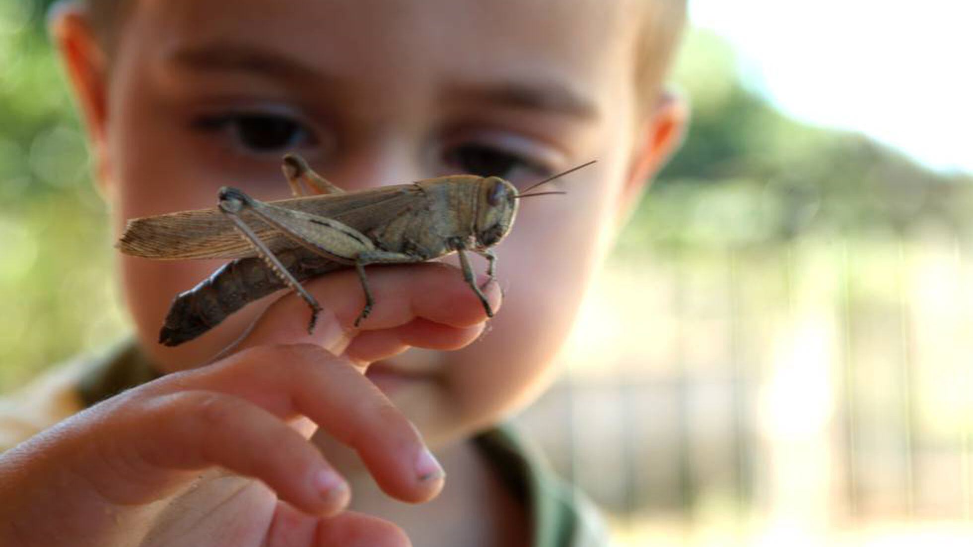 Os insetos podem estar em perigo: o que é que isso significa para