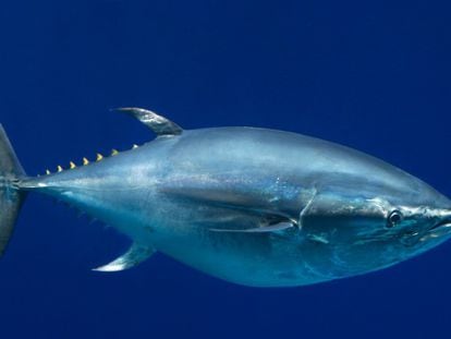 Um atum de barbatana azul do Pacífico em aquário dos EUA.