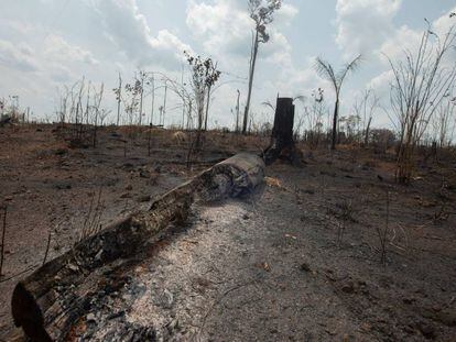 Trecho de floresta queimada em Rondônia, no último domingo.