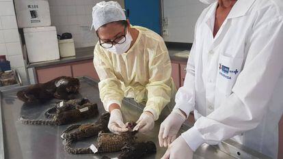 Análise no laboratório dos macacos mortos no Rio.