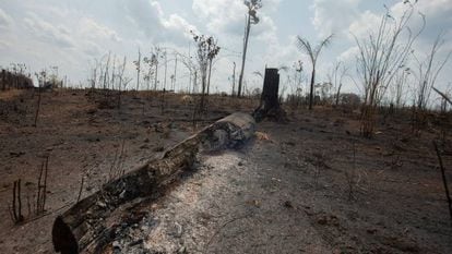 Trecho de floresta queimada em Rondônia, no último domingo.