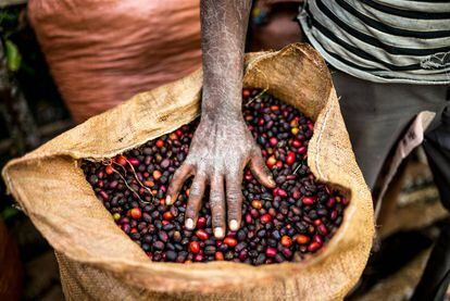 Café recém cosechado em Yayu, no sudoeste de Etiópia, a terra do 'Arabica'.