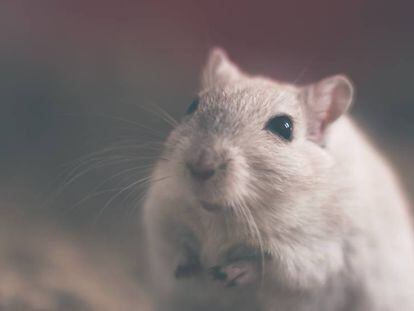 Ratos com imunidade defeituosa perdem o interesse em seus congêneres.