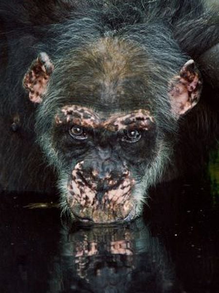 Um velho chimpanzé bebe água em um lago, em Fongoli, no Senegal.