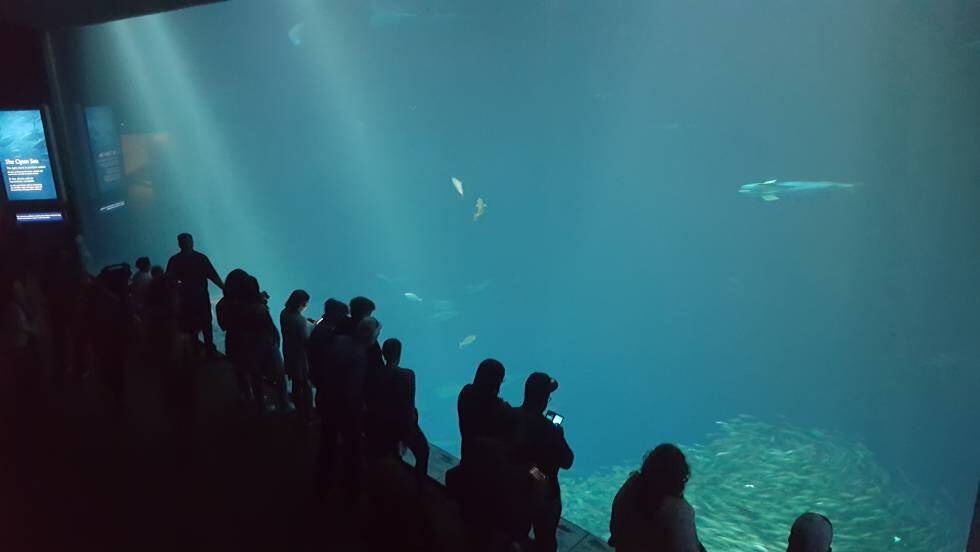 O Aquarium onde passeiam personagens de ‘Big Little Lies’.