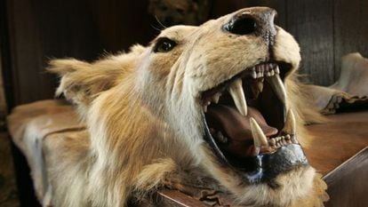 A cabeça e a pele de um leão caçado em um safári na África em 2008.