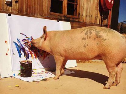 A porca 'Pigcasso' pinta um quadro no refúgio onde vive na Cidade do Cabo (África do Sul