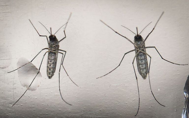 Imagem de arquivo que mostra mosquitos Aedes aegypti.Arquivo