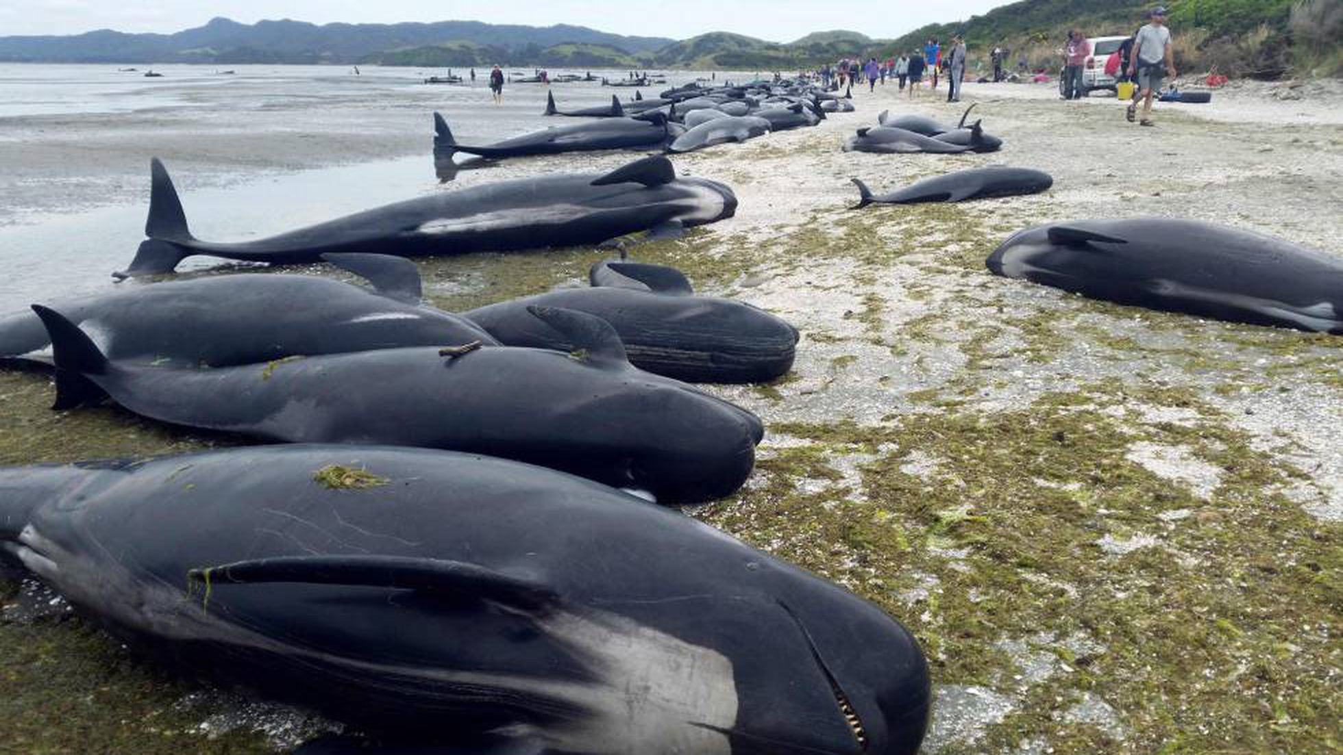  Na Mídia - Oito Estados têm suicídios e mutilações sob suspeita de  ligação com Baleia-Azul