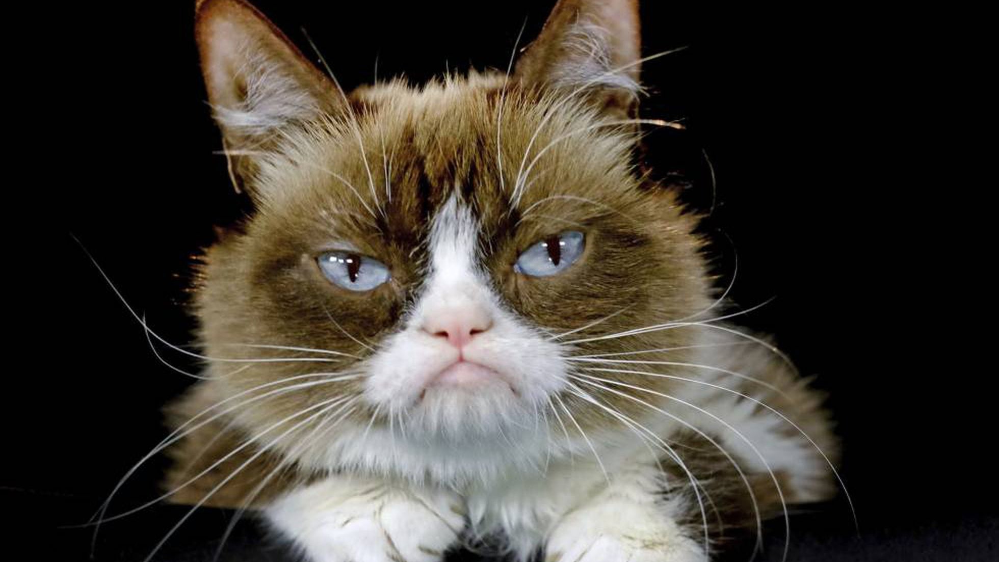 Grumpy Cat: gata rabugenta que virou meme na internet morre nos