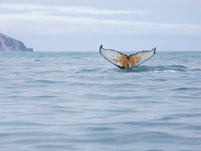 Baleia-jubarte em águas da Antárdita próximo à Ilha do Elefante, em 15 de janeiro. A bordo do navio, Arctic Sunrise, do Greenpeace.