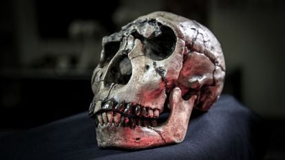 A caveira de um “Homo ergaster” do Quênia, incluída no estudo.