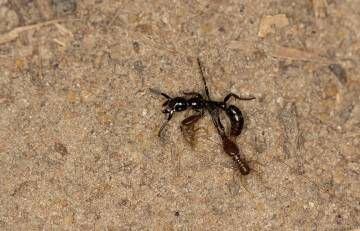 Uma formiga, com dois cupins agarrados a ela, teve de parar de se mexer devido ao esgotamento durante uma ‘viagem’ de volta