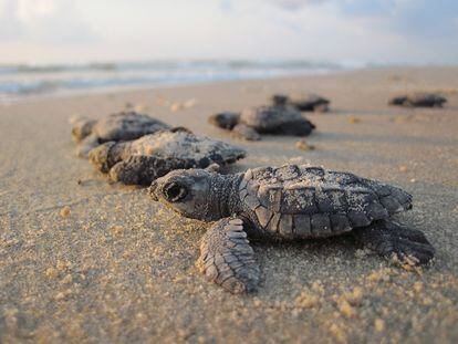 Filhotes de tartaruga tendem a comer mais plástico que as adultas.