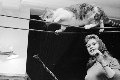 Luta de belezas: Brigitte Bardot e um gato. Aposte em uma!