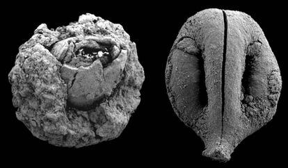 Noz (à esquerda) e semente de uva (à direita) de 780.000 anos atrás. As imagens não estão na mesma escala.