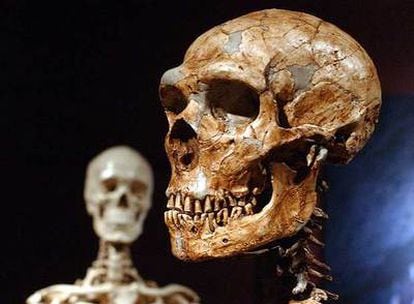 Um crânio de neandertal (direita), com outro de humano atual. 