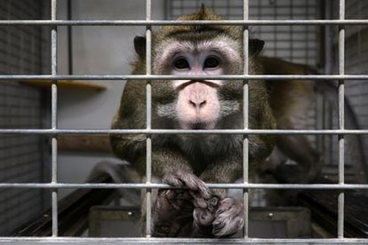 Mico em uma gaiola do laboratório Vivotecnia, em Madri, fechado por investigação de maus-tratos de animais.