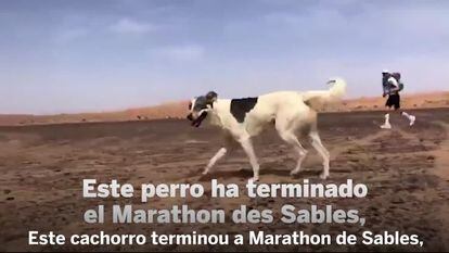 Cactus, o primeiro cão a completar uma das mais difíceis maratonas do mundo