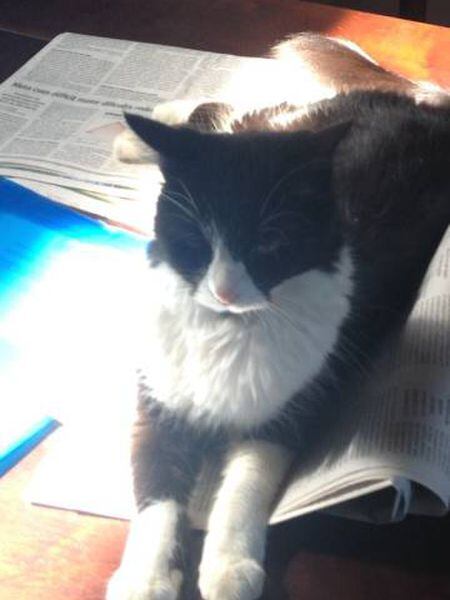 Nana, uma das gata de Juan Arias.