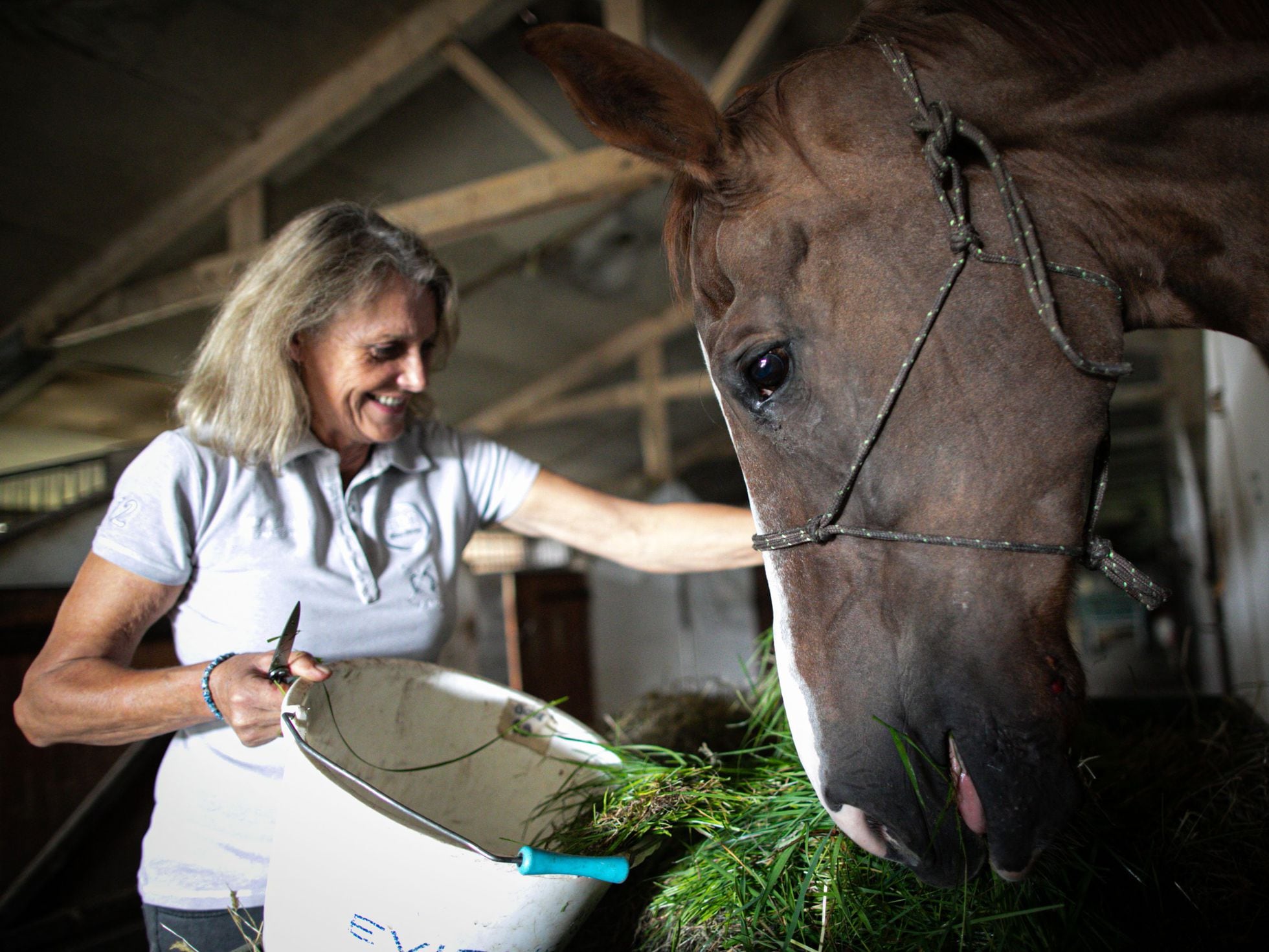 O enigma dos cavalos mutilados na França rural, Internacional