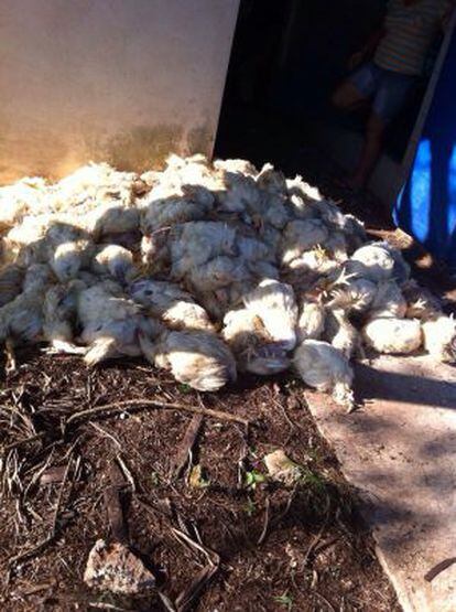 Parte dos frangos mortos em uma granja de Urupês (SP).