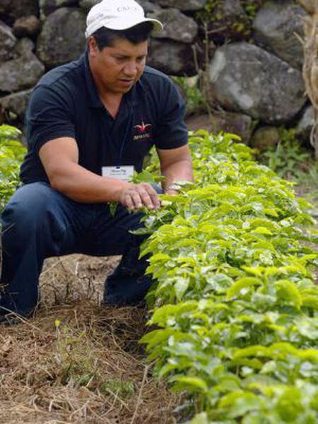 Antonio Pitty cultiva as plantas de geisha em Chiriquí, Panamá.