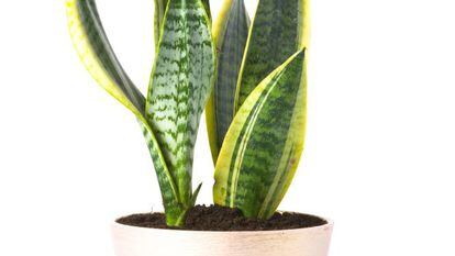 Esta planta tem pelo menos quatro nomes: língua-de-sogra, rabo-de-lagarto, sanseviéria, espada de São Jorge. Ana Peláez, da floricultura El Jardín del Ángel, destaca: “Com o tempo, dá flor e tem um aroma espetacular”. <strong>Cuidados.</strong> Aguenta lugares escuros dentro de casa, mas com claridade também se dá bem. Requer pouca rega, por isso é ótima para os desastrados. Regando-a a cada três semanas ou 1 mês, está mais do que satisfeita. Maravilha!