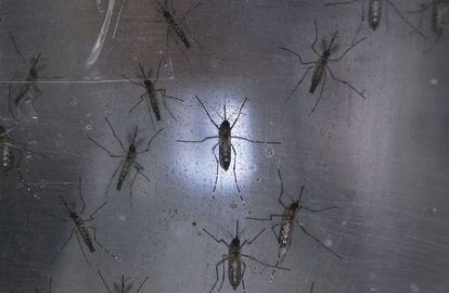 Mosquitos Aedes aegypti, transmissores do zika, em um laboratório.
