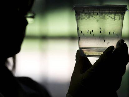 Dez perguntas sobre o zika vírus
